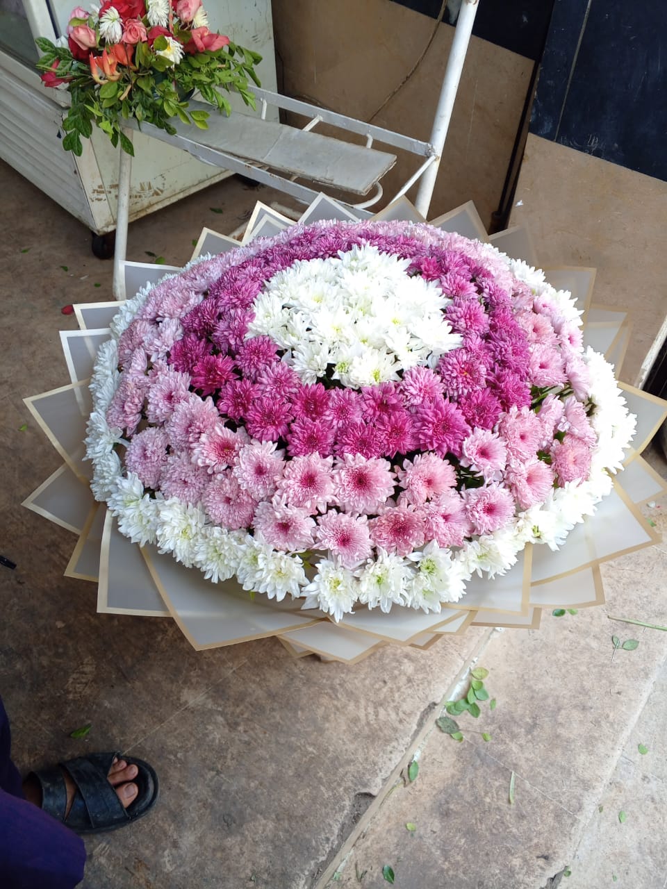 Chrysanthemum Beauty