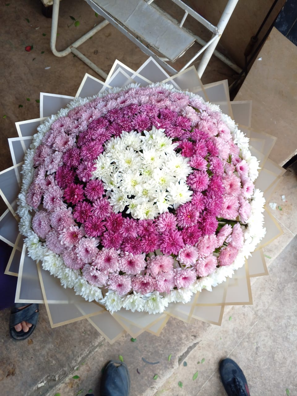 Chrysanthemum Beauty