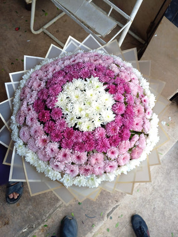 Chrysanthemum Beauty